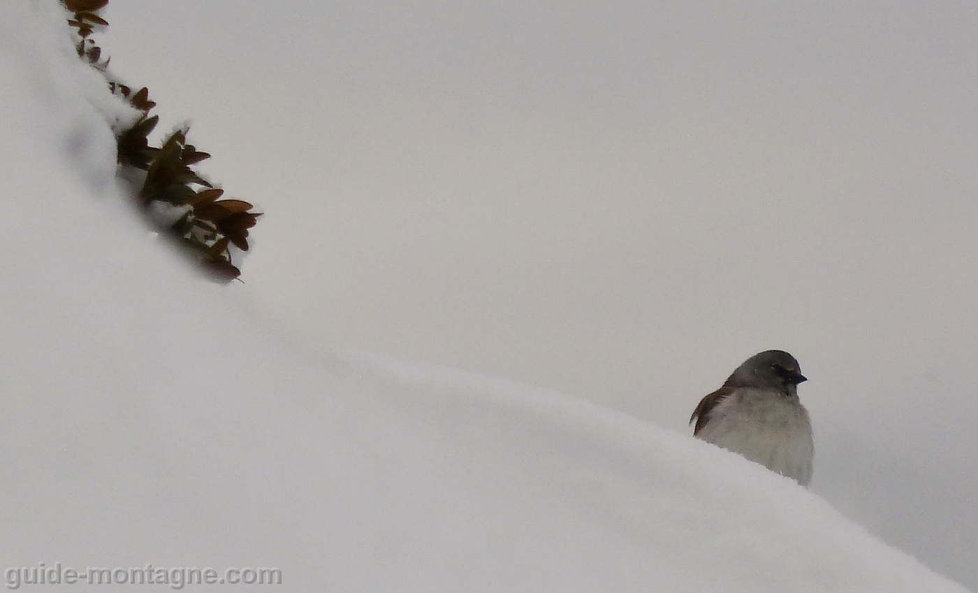 aiguille_grive_2013_01