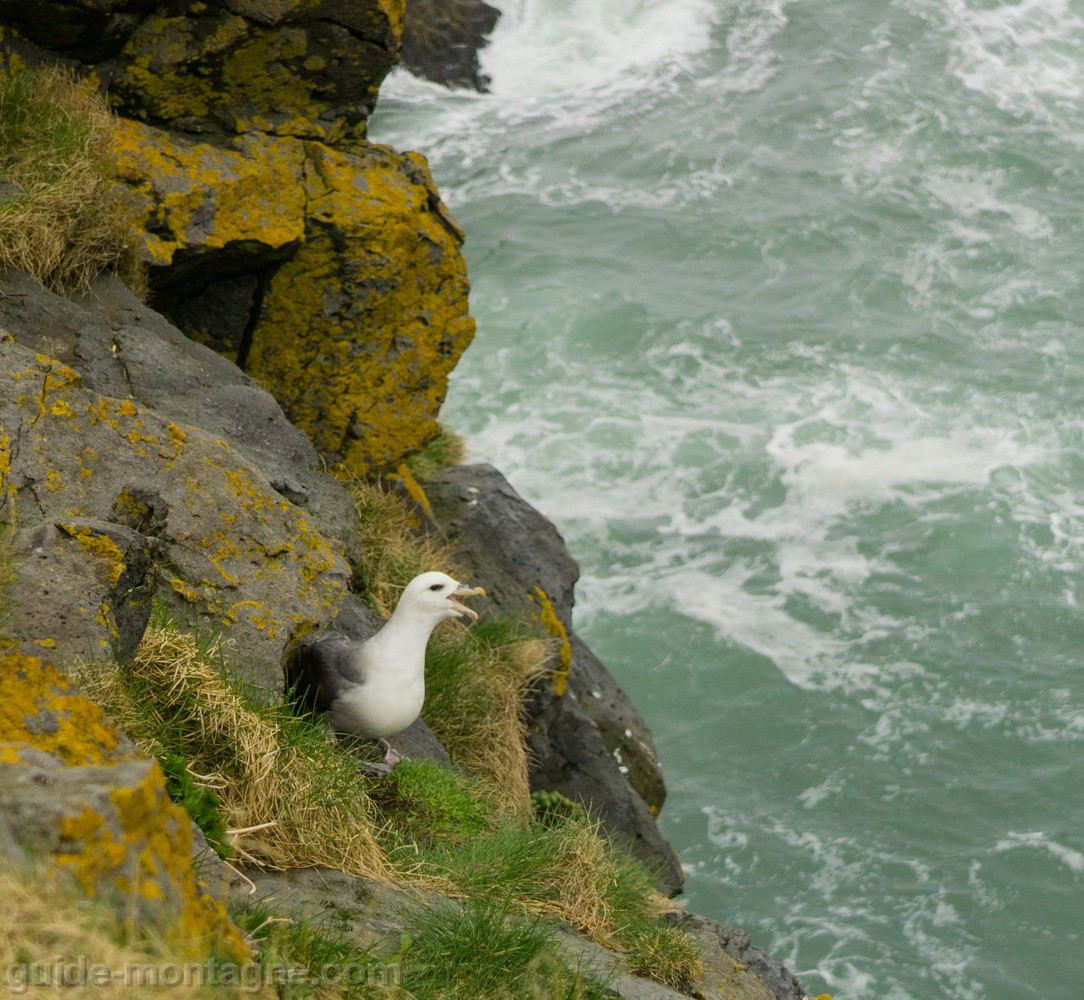 islande-11